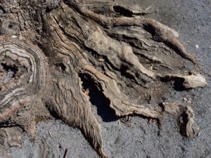 【九星気学】五黄土星の特徴