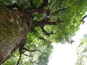 【九星気学】四緑木星の特徴